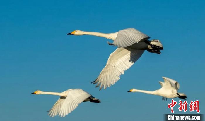 图为飞翔的大天鹅。　青海湖国家级自然保护区管理局供图